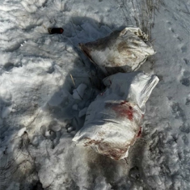 «Нам сказали, что, вероятнее всего, это кто-то, кто промышляет собачьим мясом»